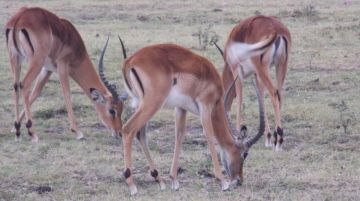 Magical 9 Days 8 Nights Nairobi Kenya Wildlife Tour Package