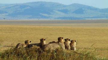 Beautiful 11 Days Nairobi to Nairobi Kenya Wildlife Holiday Package
