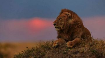 Magical 11 Days Nairobi to Samburu National Reserve Wildlife Vacation Package
