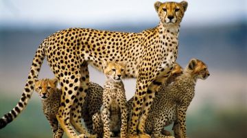 Family Getaway 13 Days 12 Nights Nairobi - Arusha Wildlife Holiday Package