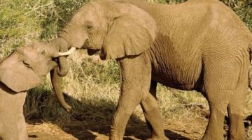 Magical 3 Days Samburu Game Reserve Wildlife Trip Package