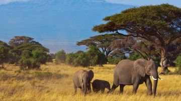 Pleasurable 3 Days 2 Nights Samburu Game Reserve Wildlife Holiday Package