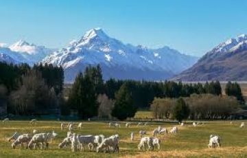 Heart-warming 8 Days 7 Nights Christchurch Family Vacation Package