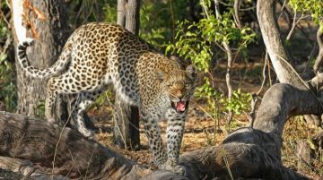 Ecstatic 8 Days Nairobi to Nairobi Kenya Wildlife Vacation Package