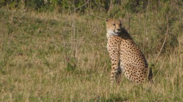 Ecstatic 8 Days Nairobi to Nairobi Kenya Wildlife Vacation Package