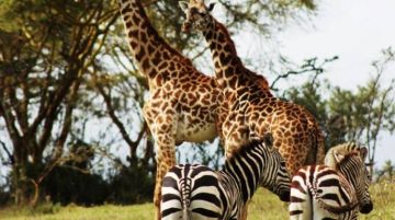 Experience 16 Days Zanzibar - Dar Es Salaam to Airobi - Masai Mara Holiday Package