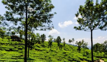 Heart-warming 2 Days Munnar Tour Package by Raju Tours And Travels