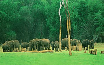 5 Days 4 Nights Munnar Friends Holiday Package