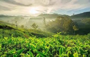 Best 4 Days 3 Nights Munnar with Cochin Trip Package