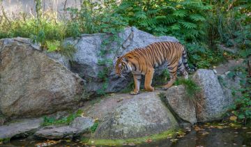 Magical 5 Days Mussoorie to Nainital Holiday Package