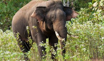 Amazing Ooty Tour Package for 4 Days from Bangalore