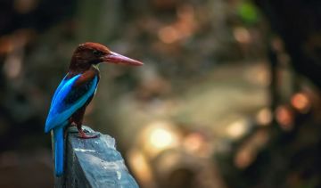 Memorable 5 Days 4 Nights Kangra Chamunda Jawala Jee Trip Package