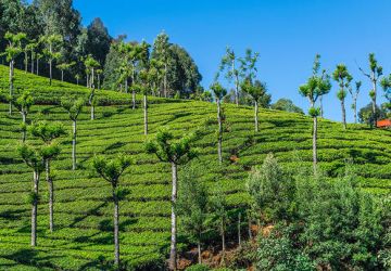 Beautiful 2 Days 1 Night Arrival And Sightseeing In Ooty with Drive From Ooty To Coonoor For Sightseeing Vacation Package