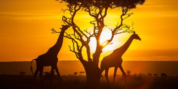 Memorable 4 Days Nairobi to Masaimara Nature Vacation Package