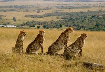 Memorable 4 Days Nairobi to Masaimara Nature Vacation Package