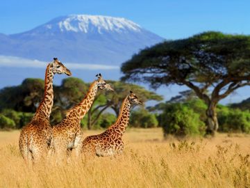 Memorable 4 Days Nairobi to Masaimara Nature Vacation Package
