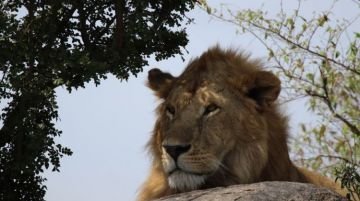 Pleasurable 10 Days 9 Nights Nairobi Kenya Wildlife Trip Package