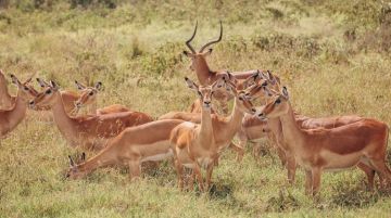 16 Days Nairobi Kenya, Masaimara, Lake Nakuru National Park with Jinja Tour Package