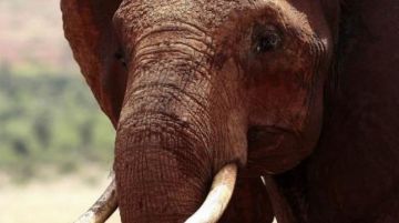 10 Days Nairobi Kenya, Nairobi, Masai Mara National Reserve with Lake Victoria Family Tour Package