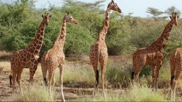 Magical 8 Days 7 Nights Serengeti National Park Tour Package