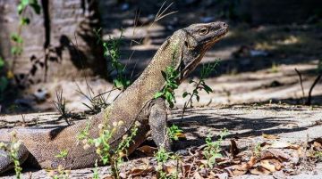 Memorable 3 Days Satonda Island - Donggo Or Kilo Beaches - Komodo Island Beach Holiday Package