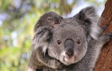 Amazing 4 Days Sydney Tour Package