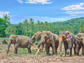 Memorable 7 Days Arrival In Sri Lanka - Pinnawala Kandy, Kandy, Kandy Nuwara Eliya and Nuwara Eliya Tour Package