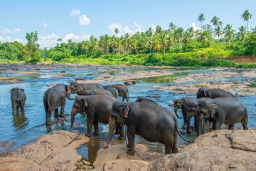Magical 8 Days Private Ground Transfer Colombo Negombo To Airport to Private Ground Transfer Nuwara Eliya To Yala With Leopard Safari Vacation Package
