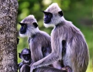 Family Getaway 7 Days 6 Nights Anuradhapura monkey Kingdom Primate Center Vacation Package