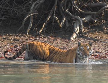 Magical 3 Days Canning Station To Jharkhali Hotel Jharkhali Tiger Rescue Centre Tour Package