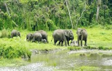 Pleasurable 4 Days Morning Optional Jungle Safari to Gorumara Jungle Safari And Dooars Local Sightseeing Tour Package