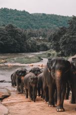 Habarana - Hiriwadunna - Minneriya National Park - Dambulla Tour Package for 5 Days from Colombo