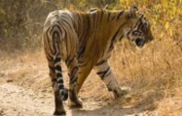 Amazing Bandhavgarh National Park Tour Package for 3 Days 2 Nights from Umaria Railway Station