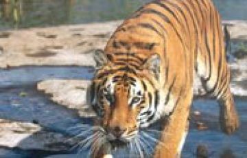 Magical 3 Days Bandhavgarh National Park Holiday Package