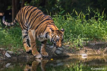 Family Getaway 3 Days Kolkata with Sundarban Vacation Package