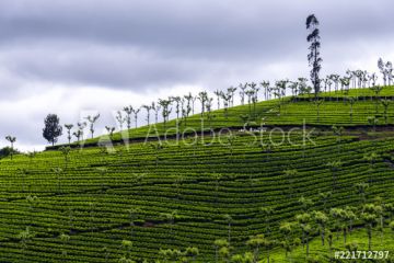 Experience 3 Days Ooty Vacation Package