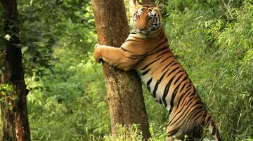 Heart-warming 7 Days 6 Nights Chitrakoot-bandhavgarh approx 250 Kms  5-6 Hrs Tour Package
