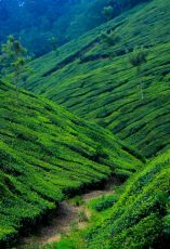 Beautiful Munnar Tour Package for 2 Days 1 Night by Seeta Travel