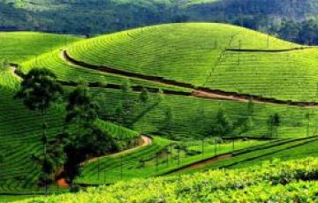 3 Days 2 Nights Munnar Transfer to munnar Tour Package