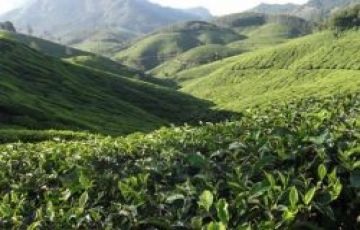 Ecstatic 3 Days 2 Nights munnar transfer Tour Package