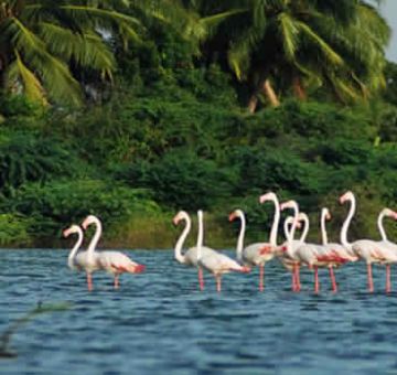 Magical 6 Days Alleppey- Cochin drop to munnar thekkady Tour Package