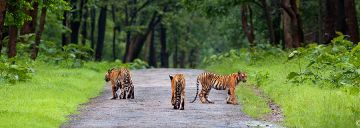 Amazing 3 Days tadoba national park - nagpur departure Vacation Package