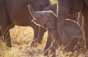 8 Days 7 Nights Beach Hotel or to the Airport to ella Trip Package