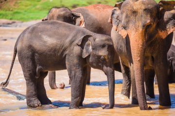 8 Days Your Beach Hotel or to the Airport to dambulla Vacation Package