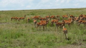 Magical 4 Days masai mara national reserve full day Tour Package
