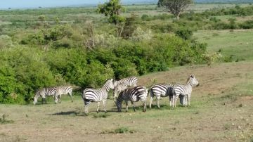 Magical 4 Days masai mara national reserve full day Tour Package