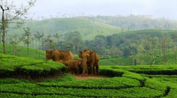 Awesome Theni,Megamalai Tour Package