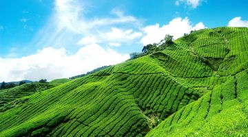 Memorable 2 Days munnar sightseeing Nature Holiday Package