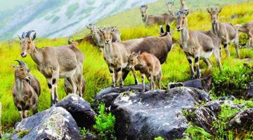 Ecstatic 3 Days munnar sightseeing Friends Holiday Package