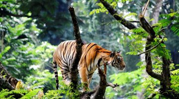 Best 2 Days Thekkady Sightseeing to theni sightseeing Tour Package